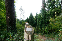 Wanderweg im Arboretum