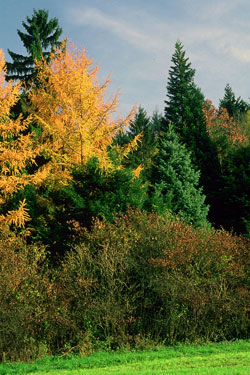 Stadtwald-Arboretum Freiburg-G&uuml;nterstal