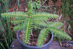 Abies beshanzuensis