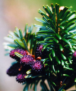 Abies delavayi