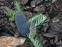 Abies koreana