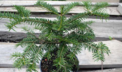 Abies nebrodensis Jungpflanze