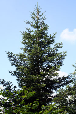 Abies nordmaniana