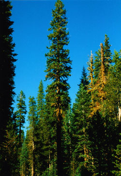 Abies procera
