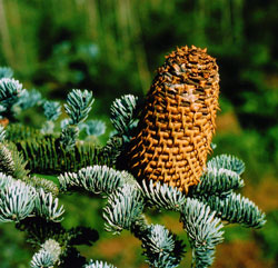 Abies procera Zapfen