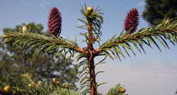 Abies religiosa