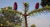 Abietum
