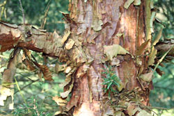 Abies squamata