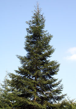Abies vejari Abies vejari