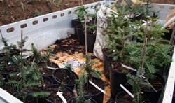 Pflanzaktion Abies nebrodensis