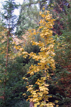 Ginkgo biloba