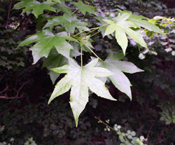 Liquidambar styraciflua