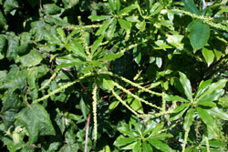 Cyrilla racimiflora
