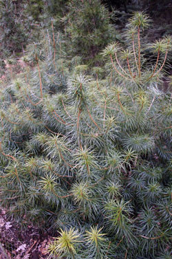 Cathaya argyrophylla Cathaya argyrophylla