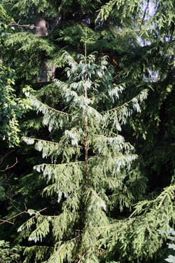 Taiwania cryptomerioides