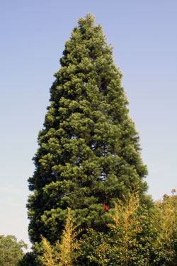 Sequoiadendron giganteum