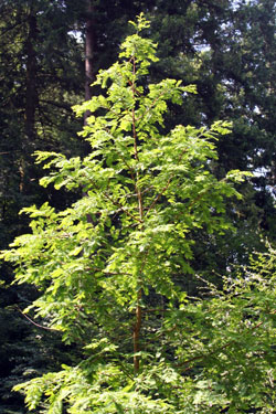 Metasequoia glyptostroboides