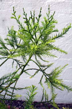 Glyptostrobus pensilis
