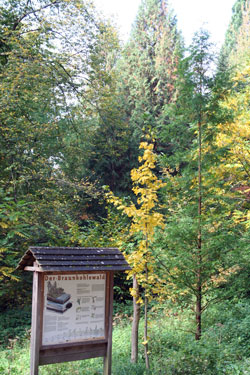 Infotafel Braunkohlewald