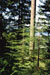 Douglasien-Redwood-Wald