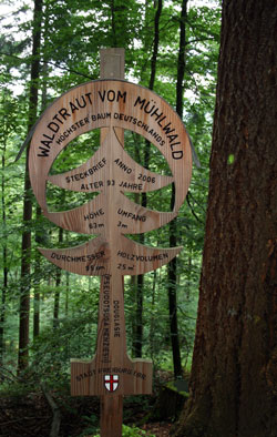 Der h&ouml;chste Baum Deutschlands - Klick f&uuml;r Zoom