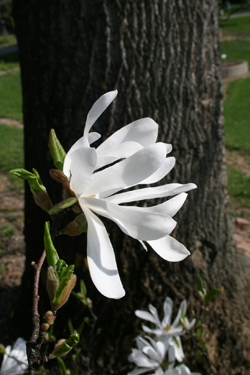 Magnolien-Tal