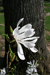 Magnolien-Tal