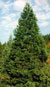 Mammutbaum-Wald
