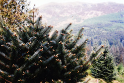 05-06- Abies-bracteata-06