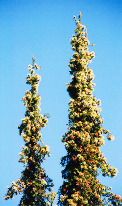 11-12- Abies-bracteata 0002