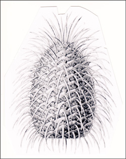 12-02- Abies-bracteata-02