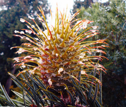 13-10- Abies-bracteata-10