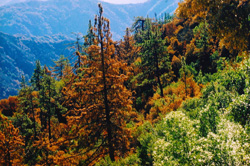 15-04- Abies-bracteata-04