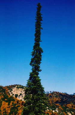 18-08- Abies-bracteata-08