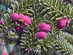 10 abies marocana 10 2