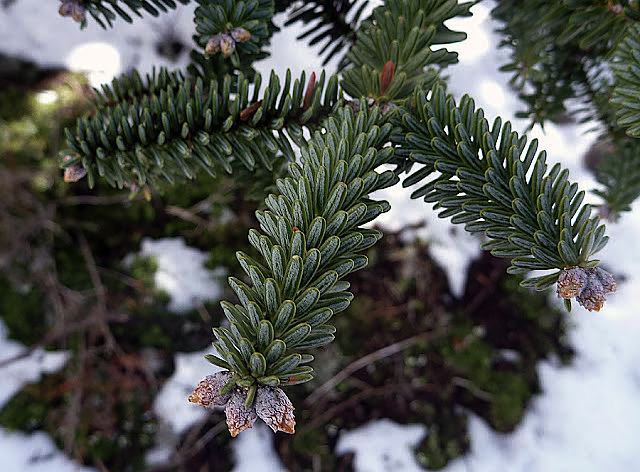 14 abies marocana 14 2