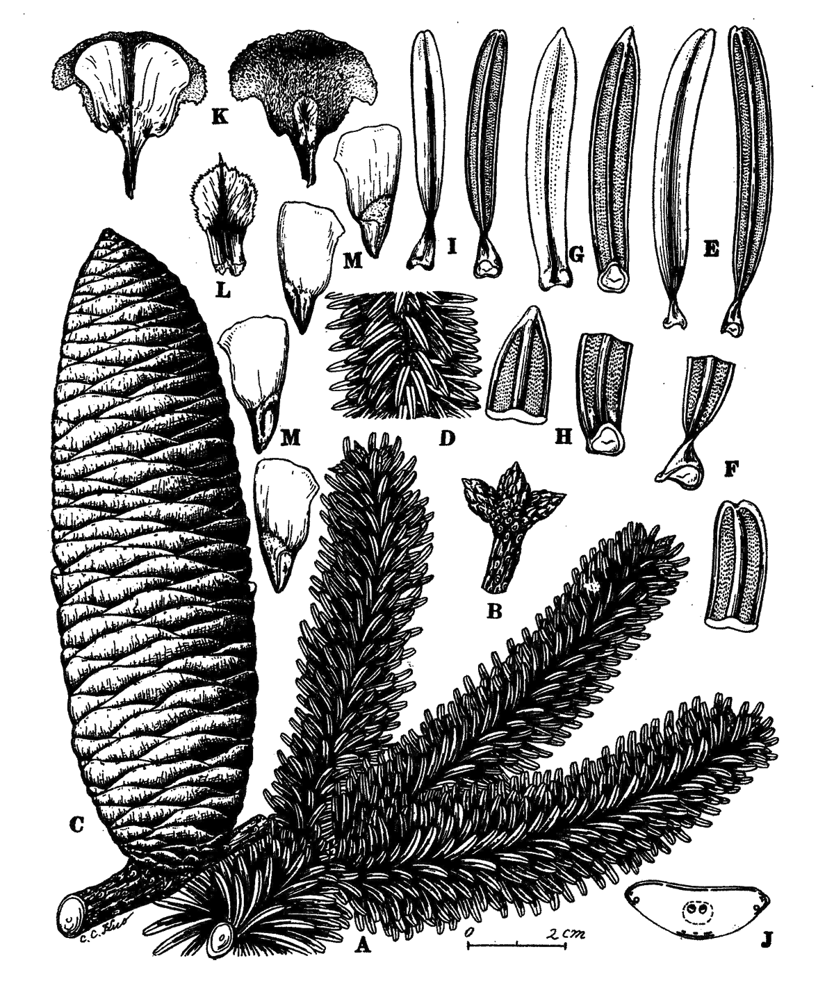 03 abies numidica grafik