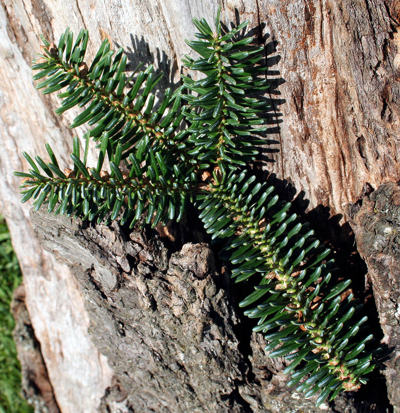 05 abies numidica2