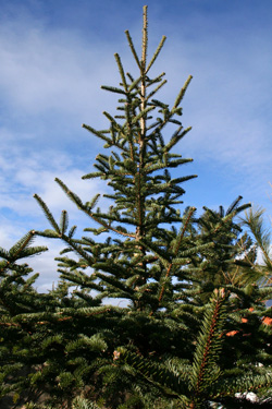 03 A squamata Bilder-Winter-1112-031