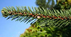 08 Abies-squamata 250