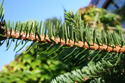 09 Abies-squamata 250