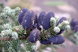 11 Abies-squamata 250