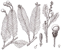 Acmopyle pancheri - Schattentriebe, Früchte, Blüten