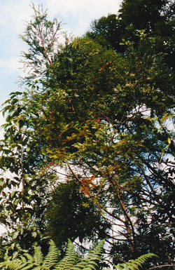 Acmopyle sahniana - Lockere Krone eines jungen Baumes