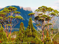 Athrotaxis und Snow gums