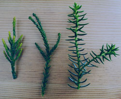 Athrotaxis cupressoides