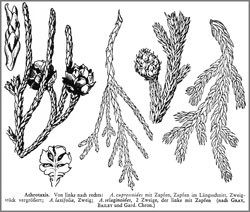 Athrotaxis