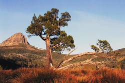 Athrotaxis  cupresssoides