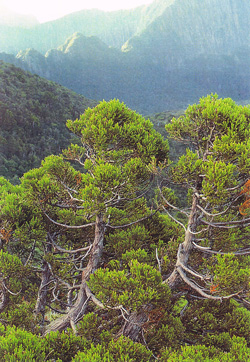 Athrotaxis cupressoides