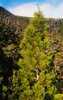 Athrotaxis cupressoides. Naturbestand